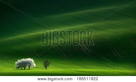 Moravian Green Rolling Landscape With Apple-tree. Landscape With White Spring Flowering Trees On Gre