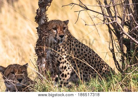 Cheetahs of Serengeti national park. Kenya, Eastest Africa