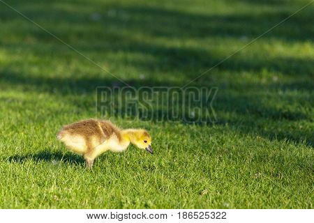 Canada Goose (branta canadensis) Gosling feeding on bugs in a wildlife park on a spring day