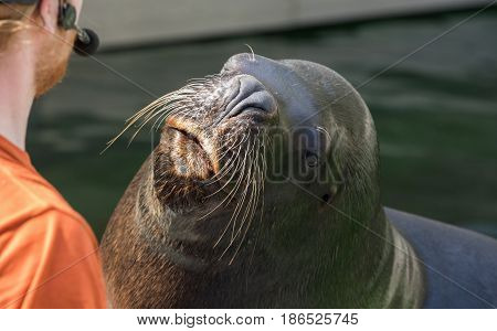 Seals float in water with a nose of water. Deail on the head of the seals.