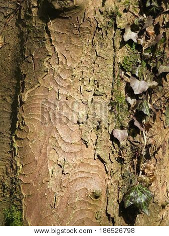 brown textured old beech tree bark with ivy