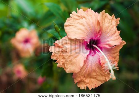 Soft Focus Of Red Hibiscus Flower, Red Flower Or Chaba In Thai