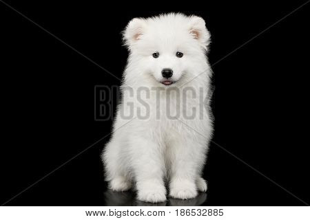 Cute White Samoyed Puppy Sitting isolated on Black background, front view