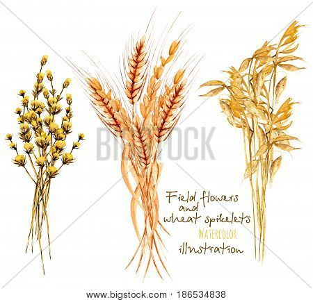 Illustration with sheaf of wheat ears and dryflowers, hand drawn in watercolor on a white background