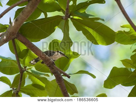 Rufous-naped wren sits on a branch in an almond tree