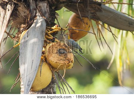 Hoffman's woodpecker sitting on coconut in a palm tree