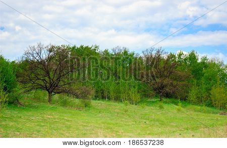 Everywhere and in the wild is not the exception that something necessarily differs from the
