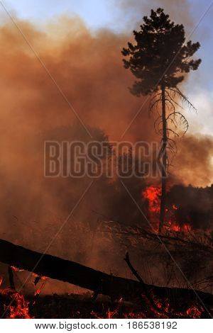 fire. wildfire burning pine forest in the smoke and flames.