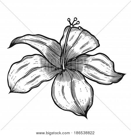 Hibiscus flower in a vintage woodcut engraved etching style