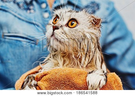 Wet just washed cat of highland fold breed in owner's hands