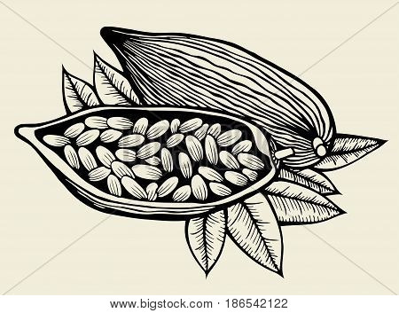 Engraving with image of cocoa beans. Vector illustration. Vintage collection
