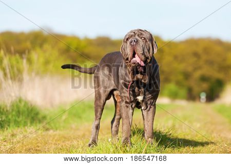 Neapolitan Mastiff On A Meadow