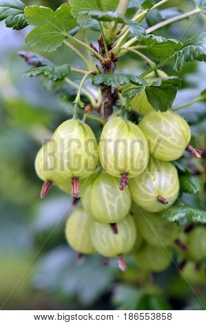 Gooseberries