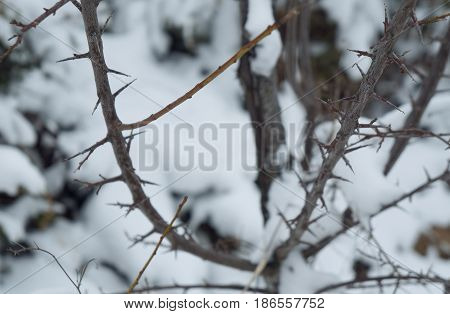 Thorny bush in a snowy winter forest