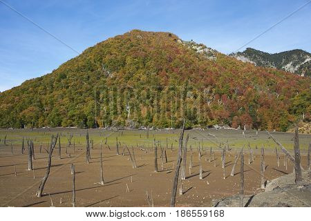 Autumn colours on the forested hillsides surrounding Laguna Verde in Conguillio National Park in Araucania, southern Chile. Stumps of dead trees in the foreground.