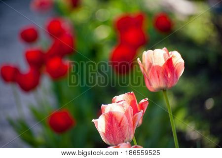 Flowers Tulips Are Red-yellow On A Background Of Green