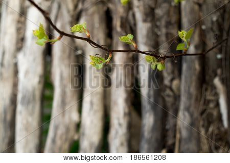 Young branches of a vine on a background of old logs