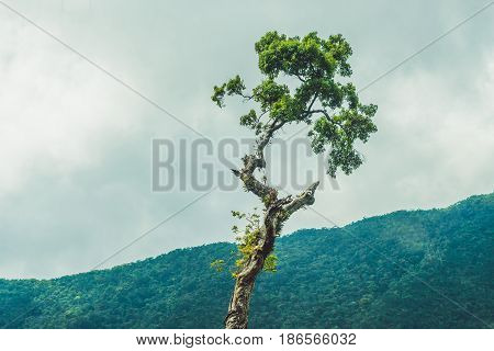Fantastic Landscape Of Dalat Mountains, Viet Nam, Fresh Atmosphere, Villa Among Forest, Impression S