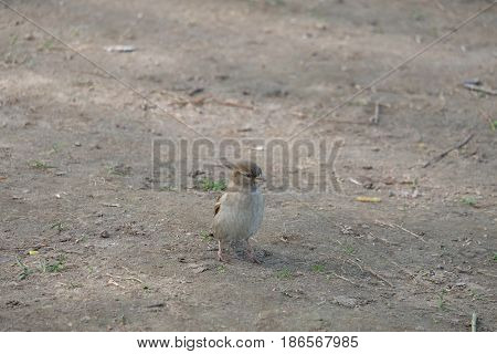 A small sparrow is posing - Tsaritsyno park - Moscow, Russia