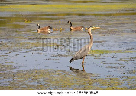 A great blue heron and geese at the lake