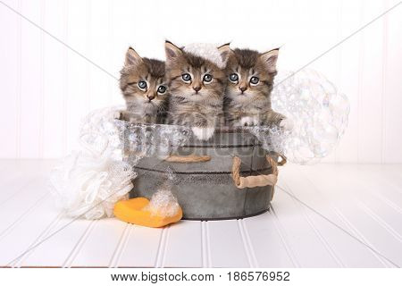 Kittens in Washtub Getting Groomed By Bubble Bath