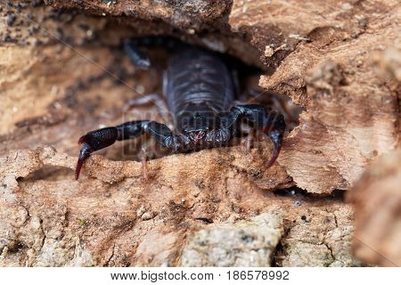 A black Euscorpius italicus scorpion a common scorpion in the Mediterranean region.