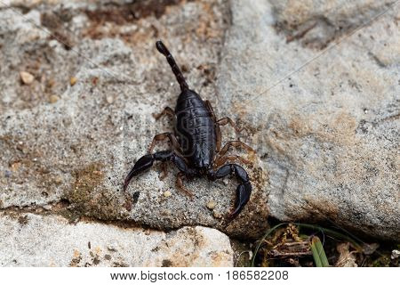 A black Euscorpius italicus scorpion a common scorpion in the Mediterranean region.