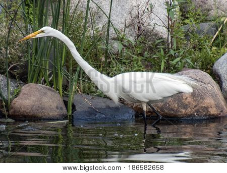 A streamlined egret walks through the water in a park in Edina Minnesota.