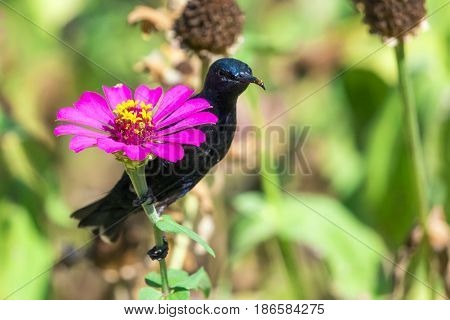 Image of a bird (purple sunbird). Wild Animals.