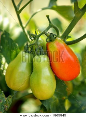 Hjem dyrket Tomatos_Edited1