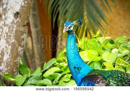 Peaflow Bird Photograph