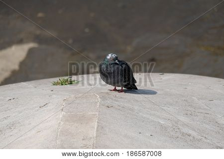 A pigeon is impressed - Tsaritsyno park - Moscow, Russia