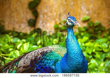 Peaflow Bird Photograph