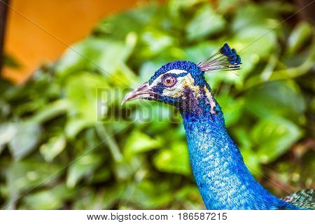 Peaflow Bird Photograph