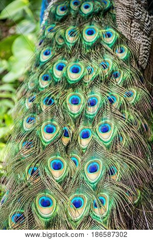 Peaflow Bird Photograph