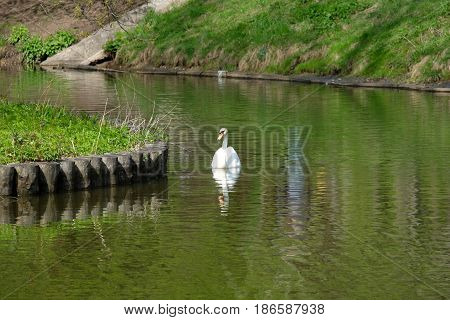 A swan is swimming - Tsaritsyno park - Moscow, Russia