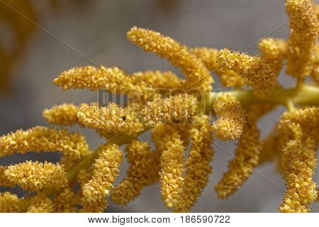 Flowers of a Chinese windmill palm (Trachycarpus fortune).