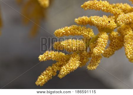 Flowers of a Chinese windmill palm (Trachycarpus fortune).