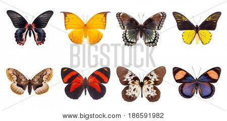 Set of beautiful and colorful butterflies isolated on white.