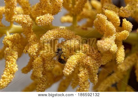 Flowers of a Chinese windmill palm (Trachycarpus fortune).