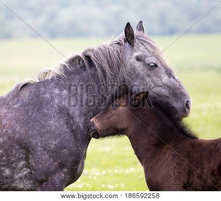 Portrait of Two horses foal and mare