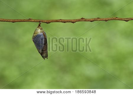 Mature Chrysalis Of The Common Archduke Buttterfly  ( Lexias Pardalis Jadeitina ) Hanging On Twig