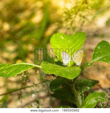 Mating Of Tiny Grass Blue Butterfly ( Zizula Hylax Fabricius ) On Green Plant