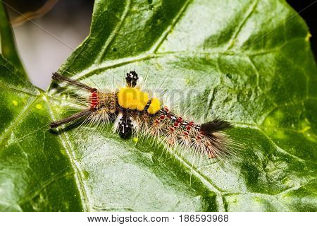 Brown Tussock Moth Olene Mendosa