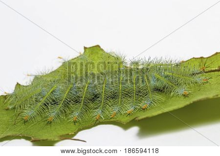 Caterpillar Of The Common Archduke Buttterfly  ( Lexias Pardalis Jadeitina ) On Leaf
