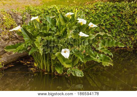an acquatic white calla flourished in a pond   known as zantedeschia aethiopica callas