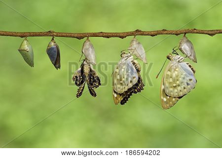 Isolated Common Archduke Buttterfly Emerged From Chrysalis ( Lexias Pardalis Jadeitina )