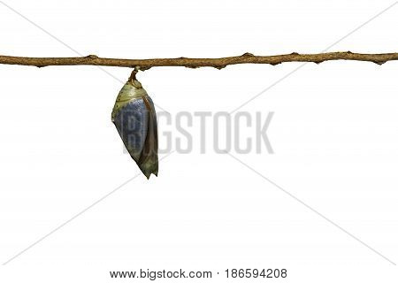 Isolated Mature Chrysalis Of Common Archduke Buttterfly ( Lexias Pardalis Jadeitina )