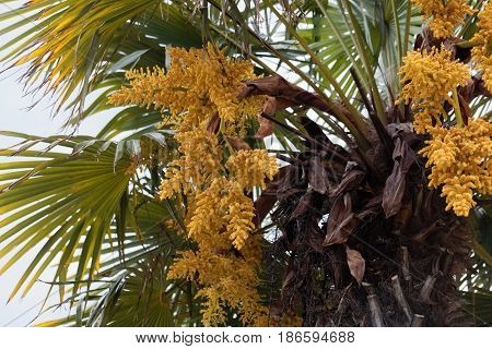 Flowers of a Chinese windmill palm (Trachycarpus fortune).