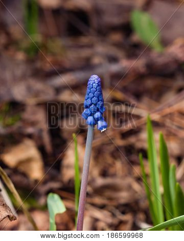 Grape hyacinth Muscari armeniacum spring flower with bokeh background close-up selective focus shallow DOF.